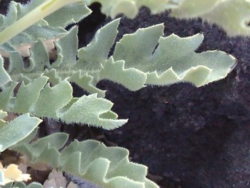 Fiore giallo dall''Etna - Glaucium flavum